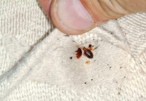 bedbug extermination